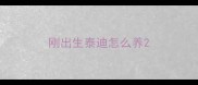 刚出生泰迪怎么养
