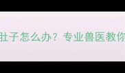 小狗吐白沫拉肚子怎么办专业兽医教你3步紧急处理
