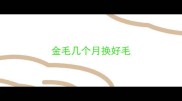 金毛几个月换好毛