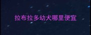 拉布拉多幼犬哪里便宜