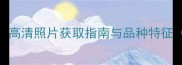 拉布拉多图片大全高清照片获取指南与品种特征附专业摄影技巧