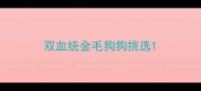 双血统金毛狗狗挑选