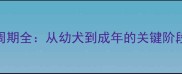 泰迪犬成长周期全从幼犬到成年的关键阶段及饲养指南