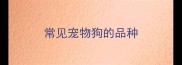 常见宠物狗的品种