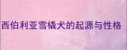 哈士奇原产地西伯利亚雪橇犬的起源与性格附饲养指南