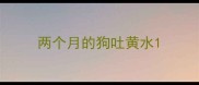 两个月的狗吐黄水
