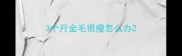 3个月金毛很瘦怎么办