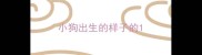 小狗出生的样子的