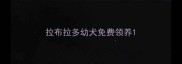 拉布拉多幼犬免费领养