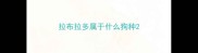 拉布拉多属于什么狗种