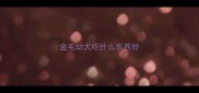 金毛幼犬吃什么东西好