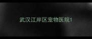武汉江岸区宠物医院