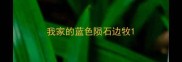 我家的蓝色陨石边牧