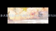 拉布拉多犬是否适合作为看护犬深度性格特质与训练指南