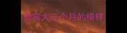 贵宾犬三个月的模样