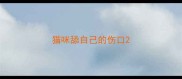 猫咪舔自己的伤口
