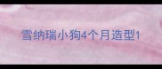 雪纳瑞小狗4个月造型