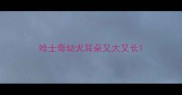 哈士奇幼犬耳朵又大又长