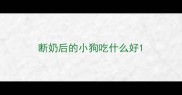 断奶后的小狗吃什么好