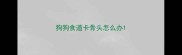 狗狗食道卡骨头怎么办