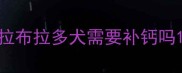 拉布拉多犬需要补钙吗
