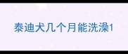 泰迪犬几个月能洗澡
