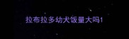 拉布拉多幼犬饭量大吗