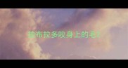 拉布拉多咬身上的毛