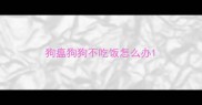 狗瘟狗狗不吃饭怎么办