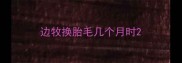 边牧换胎毛几个月时