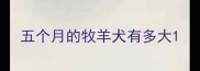 五个月的牧羊犬有多大