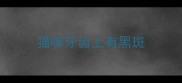 猫咪牙齿上有黑斑