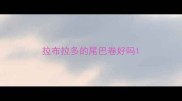 拉布拉多的尾巴卷好吗