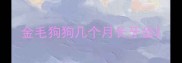 金毛狗狗几个月长牙齿