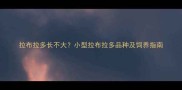拉布拉多长不大小型拉布拉多品种及饲养指南