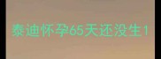 泰迪怀孕65天还没生