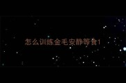 怎么训练金毛安静等食