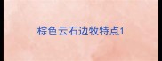棕色云石边牧特点