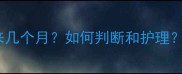 母狗发情期要来几个月如何判断和护理附详细指南