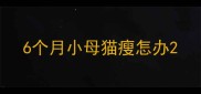 6个月小母猫瘦怎办