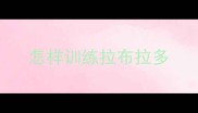 怎样训练拉布拉多