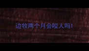 边牧两个月会咬人吗