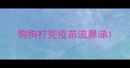 狗狗打完疫苗流鼻涕