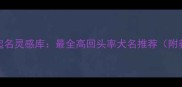 黑泰迪犬起名灵感库最全高回头率犬名推荐附养护技巧