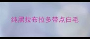 纯黑拉布拉多带点白毛