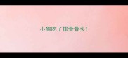 小狗吃了排骨骨头