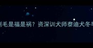 冬季给泰迪剃毛是福是祸资深训犬师泰迪犬冬季剃毛全攻略