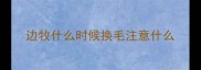 边牧什么时候换毛注意什么