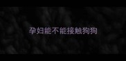 孕妇能不能接触狗狗