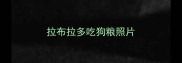 拉布拉多吃狗粮照片